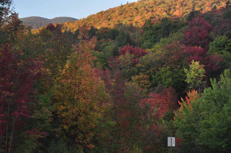 fall foliage